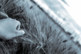 Vendredi 12 mai 2017 : ‘Laudato si’ : pour une écologie intégrale – présenté par Philippe Roch, ancien secrétaire d’Etat à l’environnement